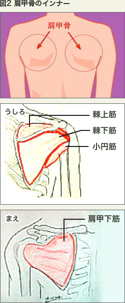 図2 肩甲骨のインナー